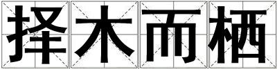 择木而栖